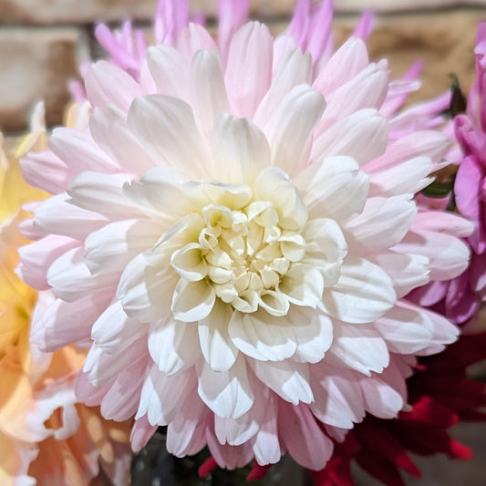 Chilson’s Pride Tuber