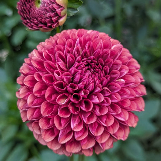 Caitlin’s Joy Tuber