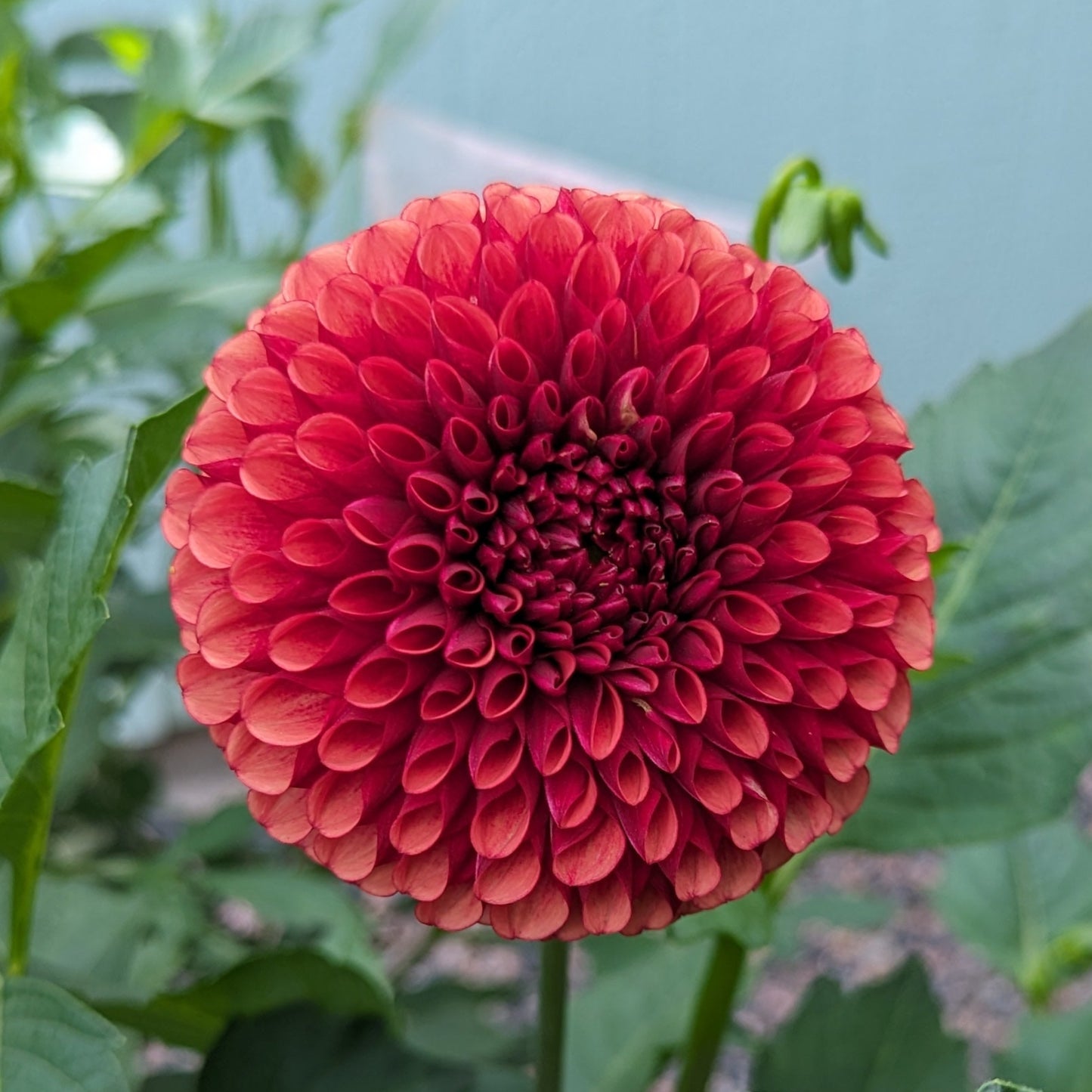 Caitlin’s Joy Tuber