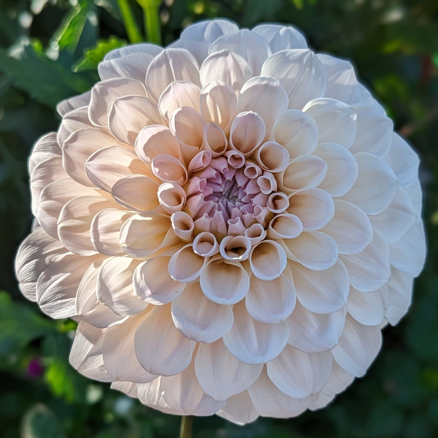 Sweet Nathalie Tuber