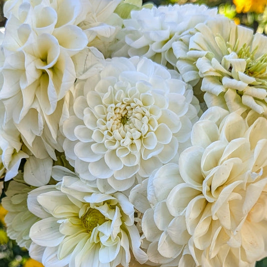 Boom Boom White Tuber