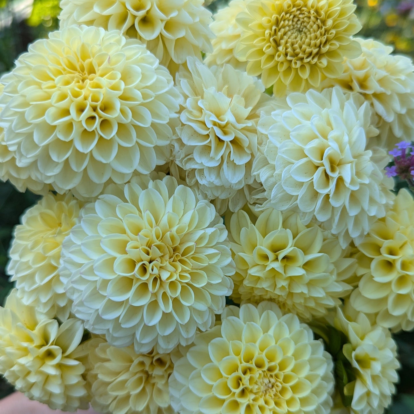 Creamy Dahlia Tuber