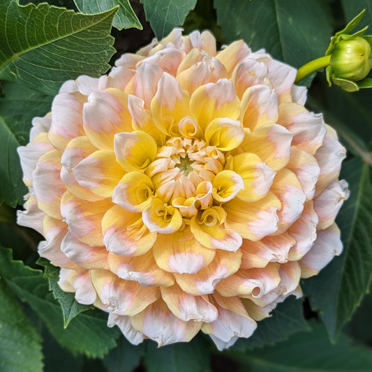 Seattle Tuber