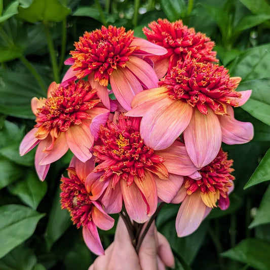 Totally Tangerine Tuber